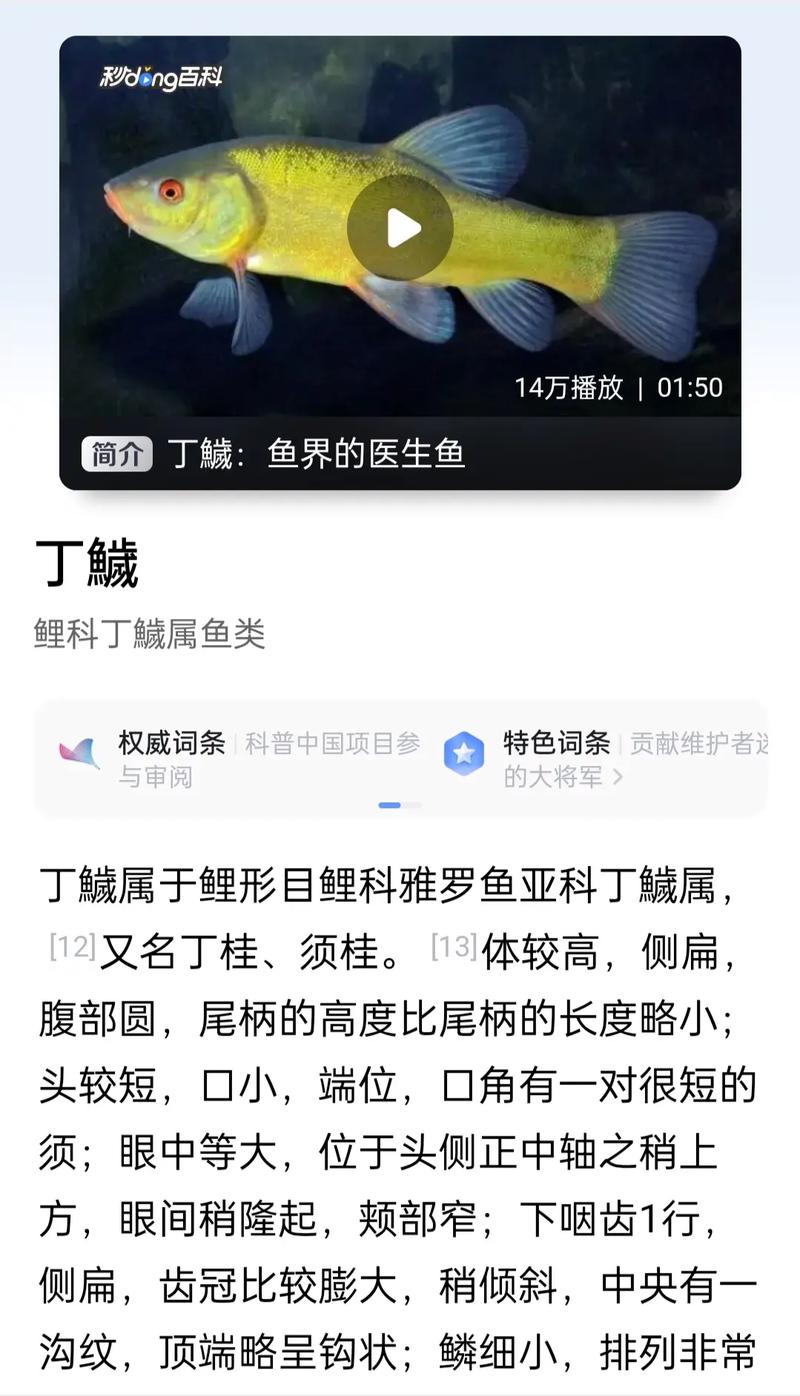 今日科普一下！不需要网络的建造游戏,百科词条爱好_2024最新更新