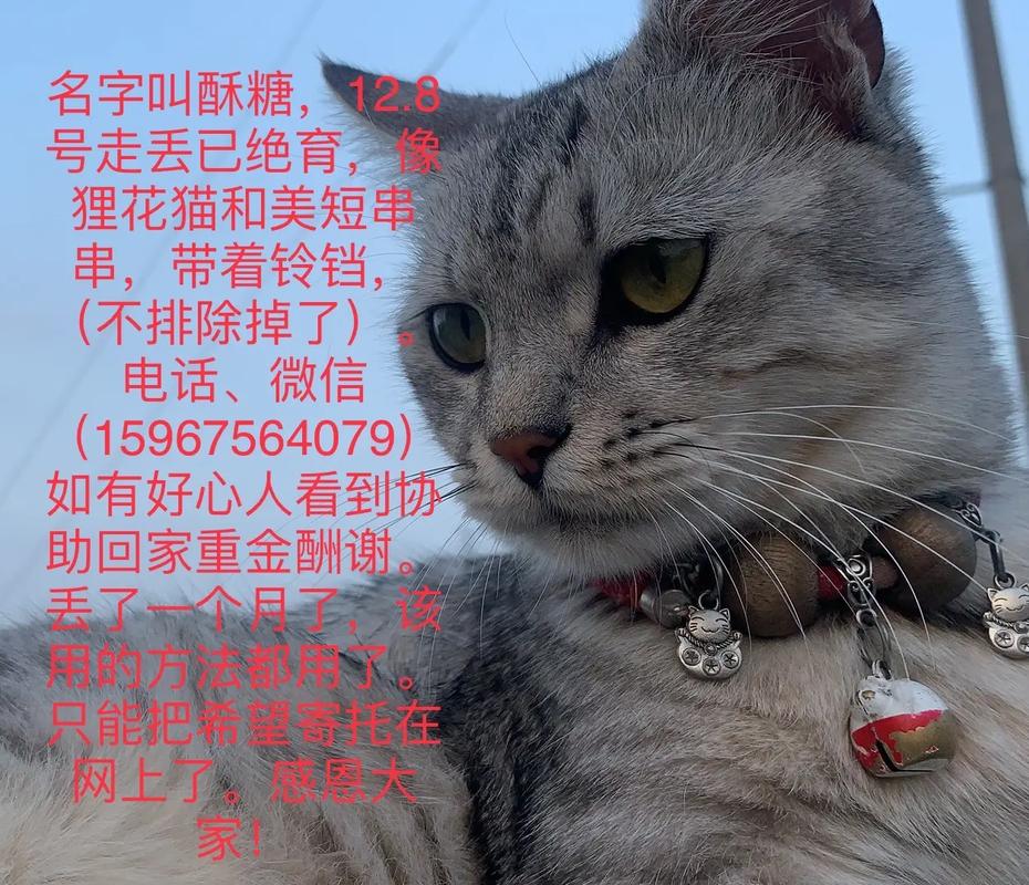 今日科普一下！带15只猫回家过年,百科词条爱好_2024最新更新